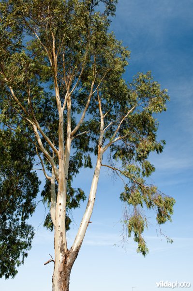 Eucalyptus