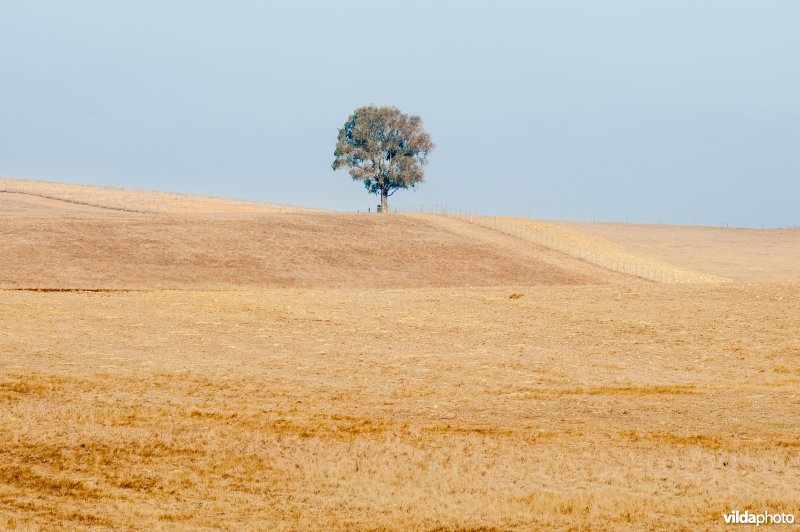 Campo Branco, Castro Verde reservaat