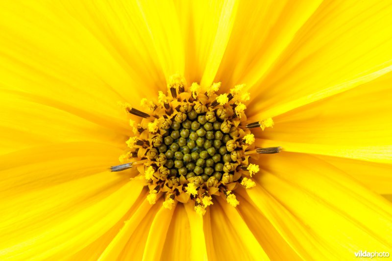 Close-up van de bloem van een aardpeer of topinamboer.
