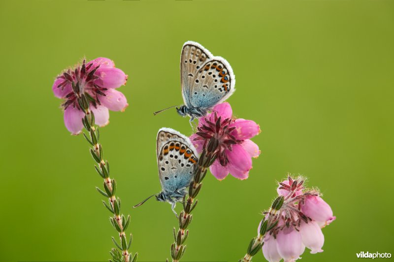 Heideblauwtjes op dopheide