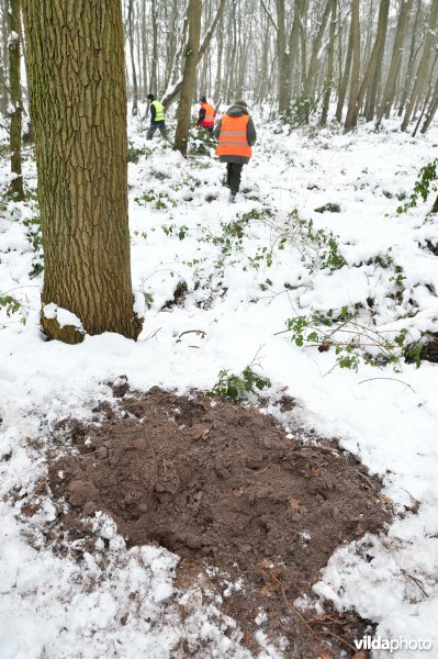 Everzwijnjacht in Vloethemveld