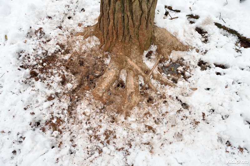 Everzwijnsporen in Vloethemveld