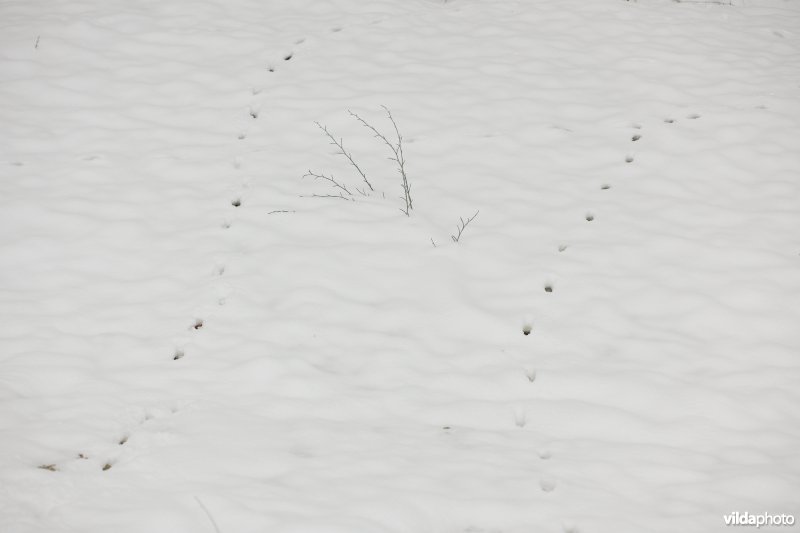 Sporen van Everzwijn in de sneeuw