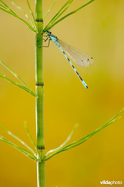 Speerwaterjuffer