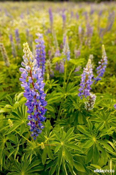 Wilde lupines