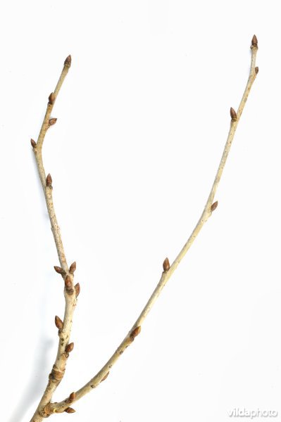 Twijg van Zoete kers