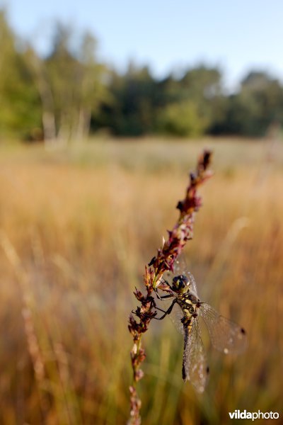 Zwarte heidelibel bij zonsopgang