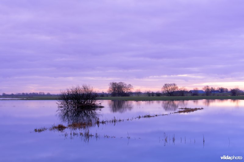 Hoog water in de uiterwaarden van de IJssel