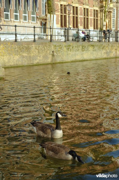 Canadese ganzen in de Hofvijver in Den Haag