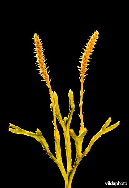 Lycopodium obscurum