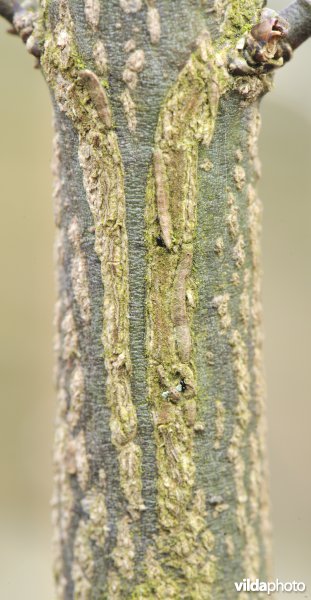 Wilde kardinaalsmuts