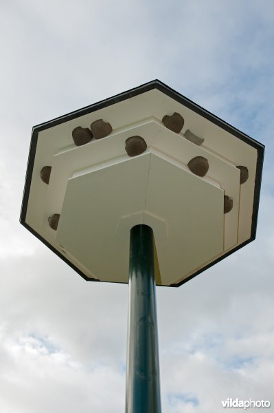 Plaatsing van een huiszwaluwtil in Brummen