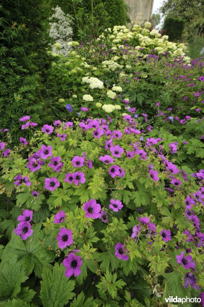 Border met Geranium cinereum