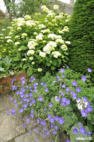 Border met Beemdooievaarsbek en hortensia