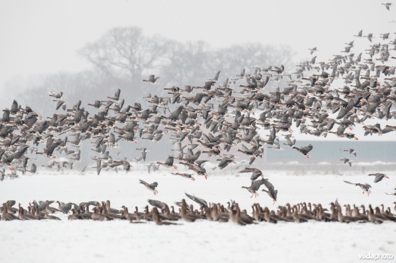 Kolganzen overwinteren in een besneeuwd boerenland