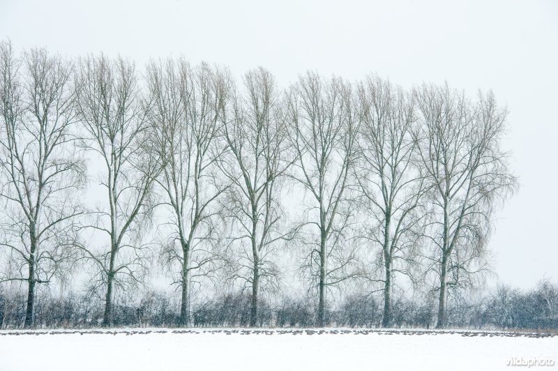 Kolganzen overwinteren in een besneeuwd boerenland