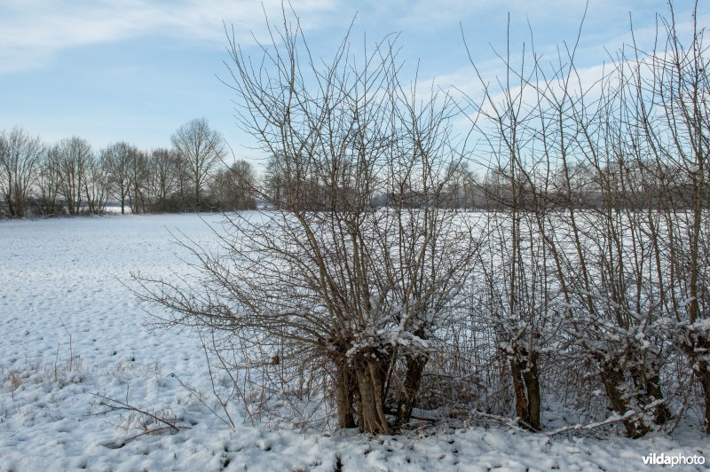 Winterse meidoornhaag in de Havikerwaard