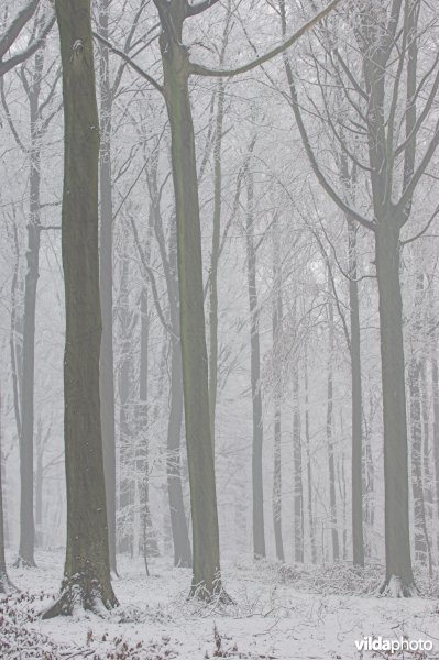 Brakelbos in de sneeuw