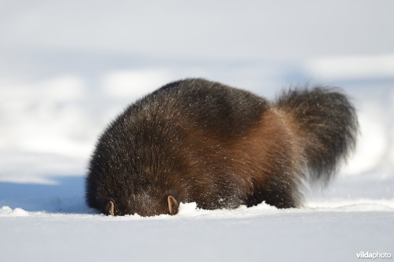 Veelvraat snuffelt in de sneeuw