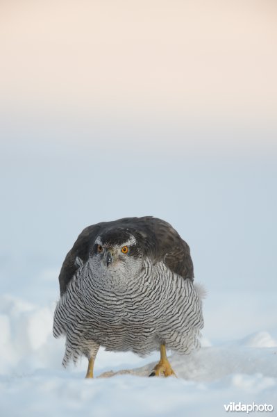 Havik in de sneeuw