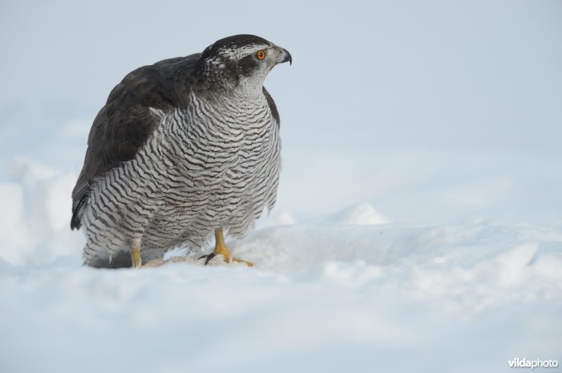 Havik in de sneeuw