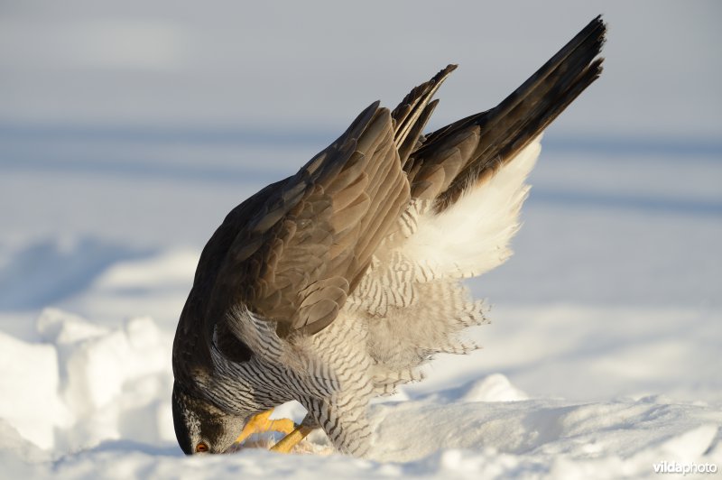 Havik in de sneeuw