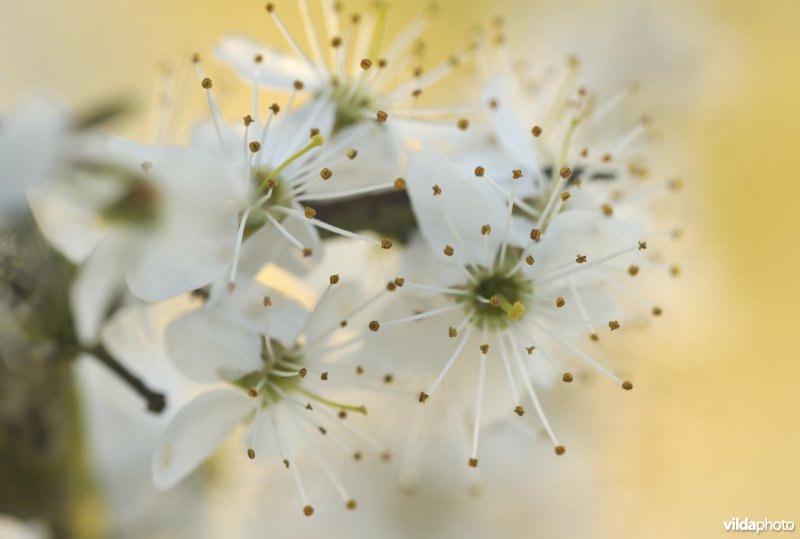 Bloempjes van Sleedoorn