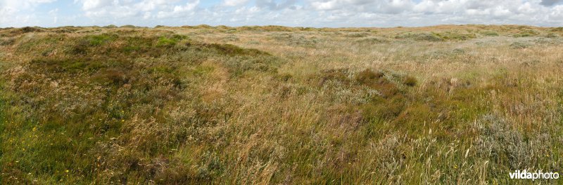 Begroeide duinen