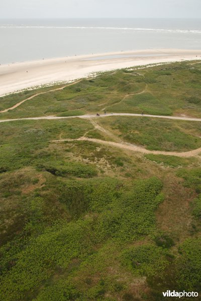 Begroeide duinen