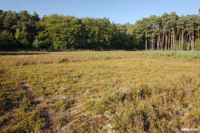 Gefaseerd gemaaide heide