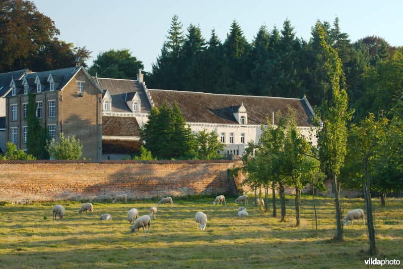 Begraasde boomgaard