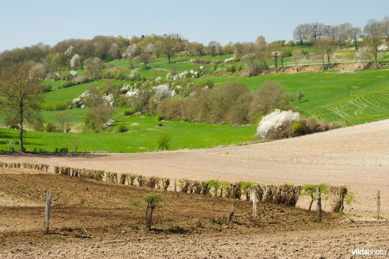 Haagjes in een bocagelandschap