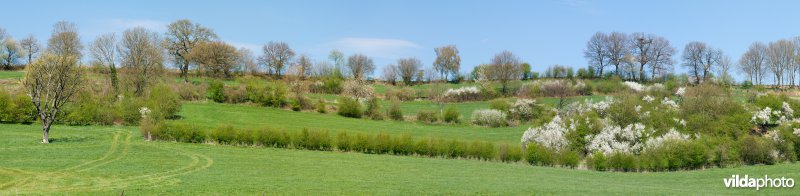 Haagjes in een bocagelandschap