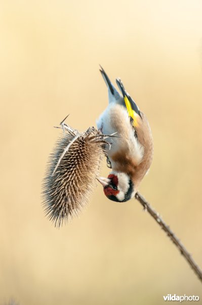 Putter eet zaden uit een kaardenbol