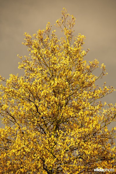 Bloeiende zwarte els