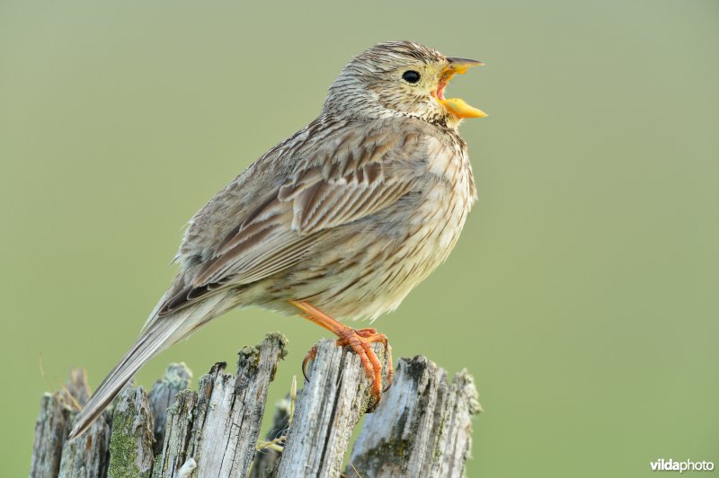 Zingende Grauwe gors