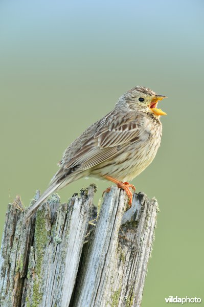 Zingende Grauwe gors