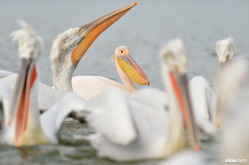 Witte pelikaan in roze prachtkleed