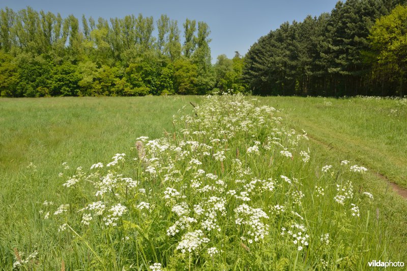 Grote Nete