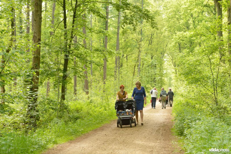 Wandelen in de Herenbossen