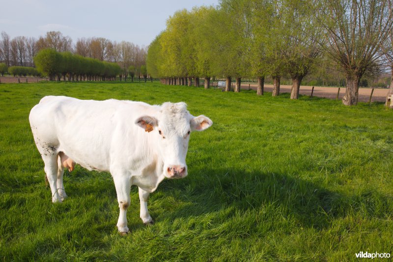 Koeien en knotwilgen