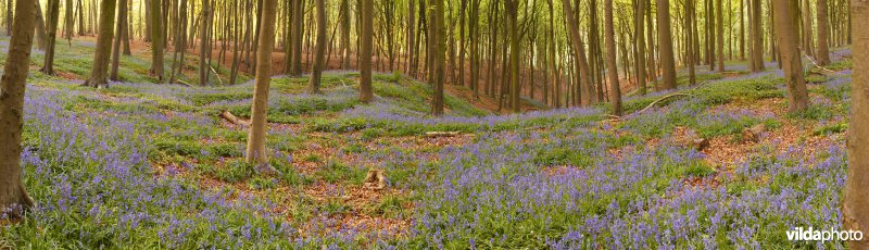 Lentebos met boshyacinten