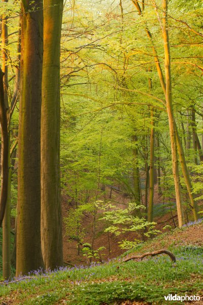 Lentebos met boshyacinten