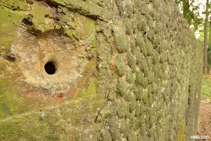 Nestje van Boomklever