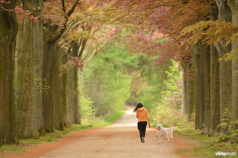 Wandelaar met hond