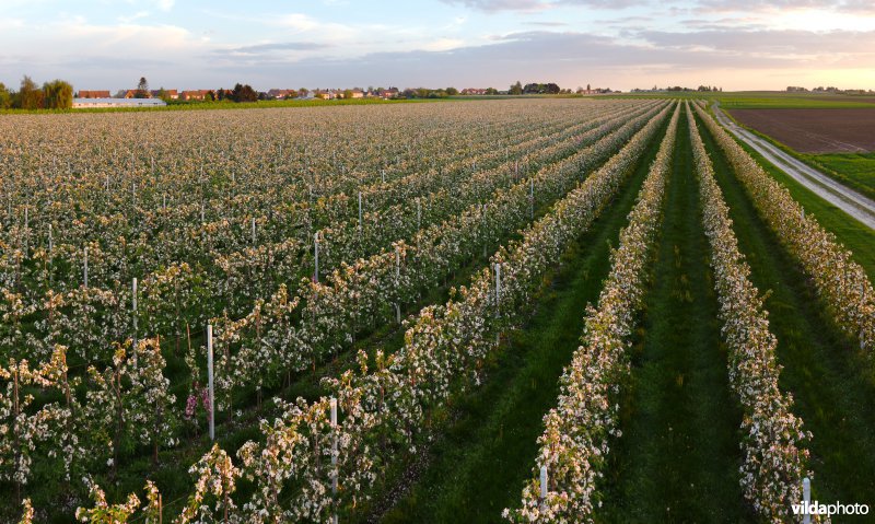 Laagstamboomgaard
