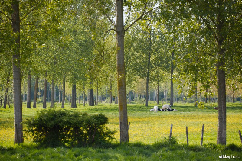 Coulissenlandschap in de Getevallei