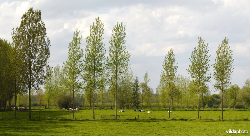 Coulissenlandschap in de Getevallei