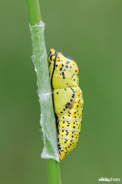 Pop van Groot geaderd witje