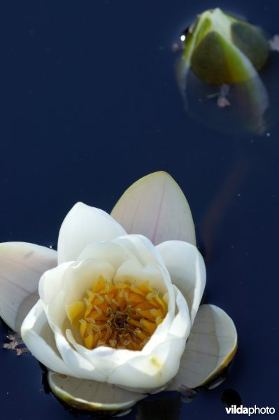 Bloem van Noordelijke waterlelie